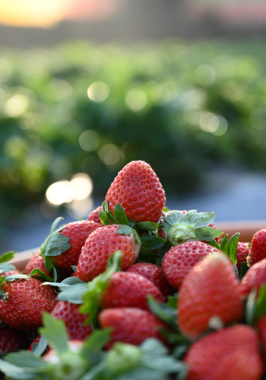 Fresh Mahabaleshwar Strawberries (500g)